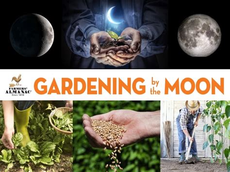 " Don't wait any longer, or the crop won't have time to get to harvest before fallwinter frosts. . Farmers almanac planting by the moon